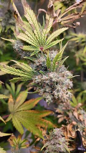 Growreport Bild 5