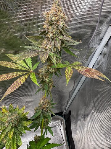Growreport Bild 34