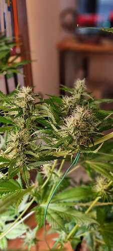 Growreport Bild 12