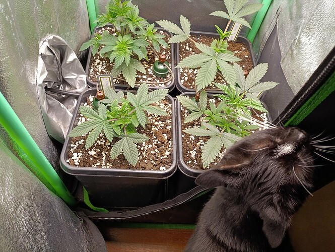 Growreport Bild 3