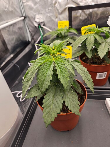 Growreport Bild 4