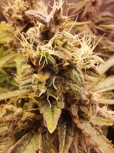 Growreport Bild 18