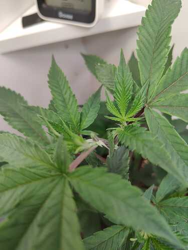 WhatsApp Image 2024-05-25 at 16.36.11