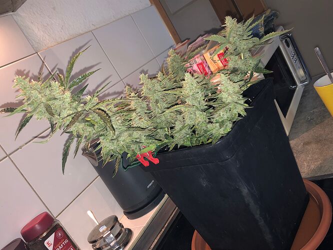 Growreport Bild 6