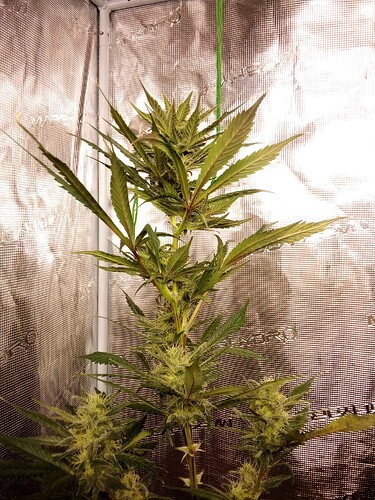 Growreport Bild 24