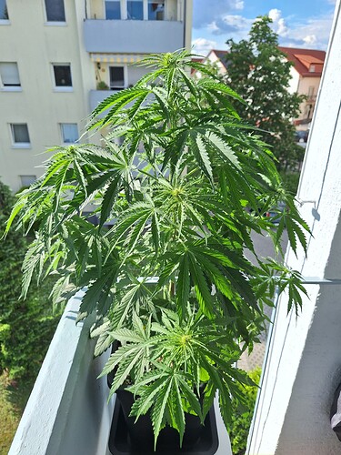 Growreport Bild 17