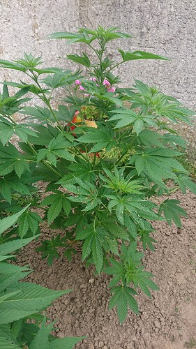 Growreport Bild 4