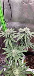 Growreport Bild 5