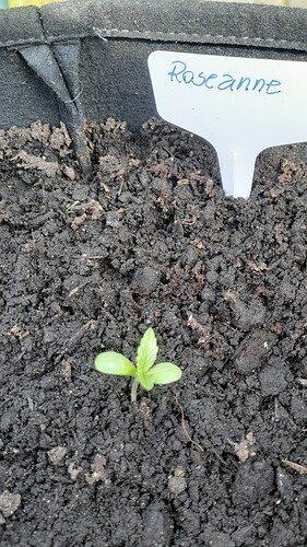 Growreport Bild 26