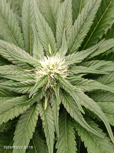 Growreport Bild 8