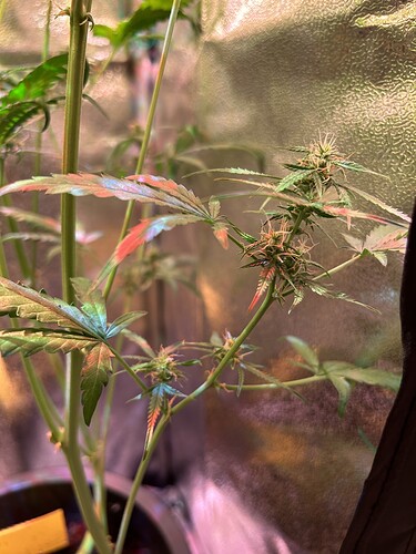 Growreport Bild 3