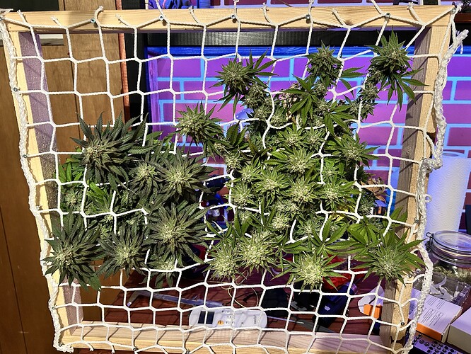Cannabis-Pflanzenteile, die in einem Holzrahmen mit einem weißen Netz zum Trocknen aufgehängt sind.