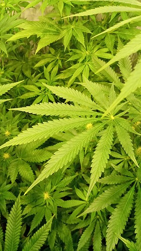 Growreport Bild 35
