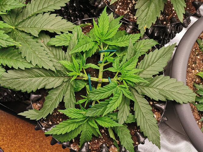 Growreport Bild 5