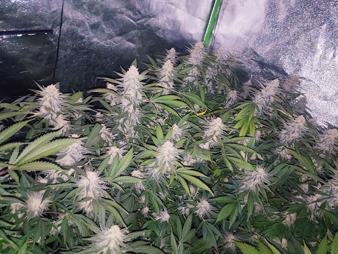 Growreport Bild 55
