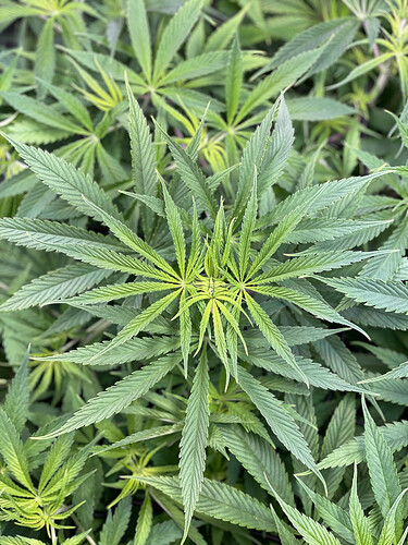 Growreport Bild 17