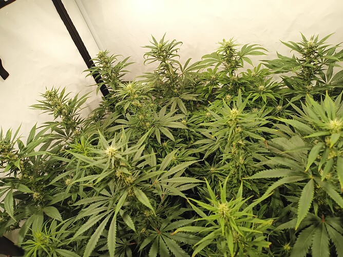 Growreport Bild 3