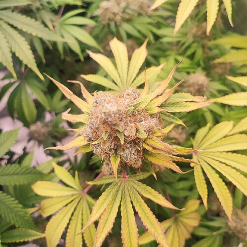 Growreport Bild 98