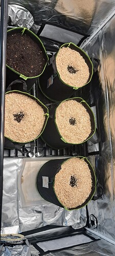 Growreport Bild 66
