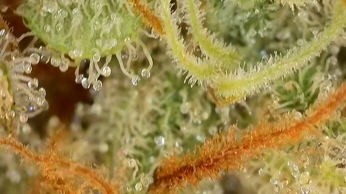 Growreport Bild 13