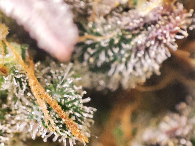 Growreport Bild 36