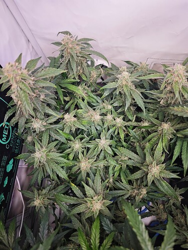 MVIMG_20251114_155715