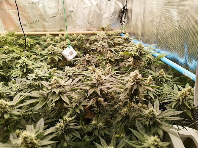 Growreport Bild 2