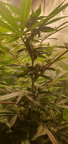 Growreport Bild 7