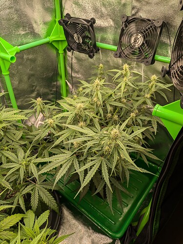 Growreport Bild 35
