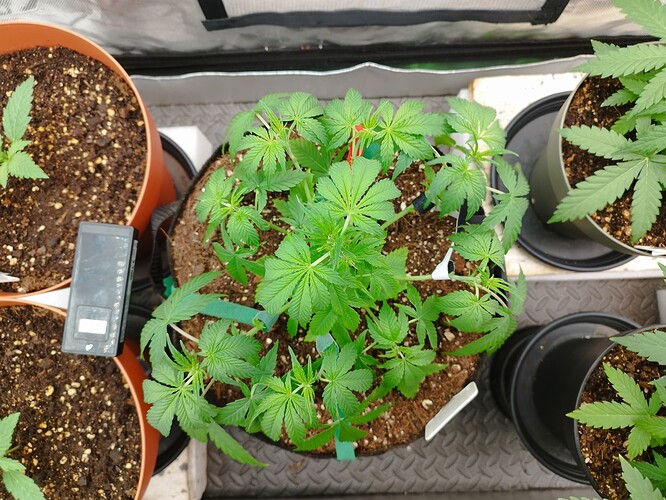 Eine junge Cannabispflanze in einem Topf, die sich in der Wachstumsphase befindet. Mehrere Triebe sind sichtbar und die Blätter sind gut entwickelt.