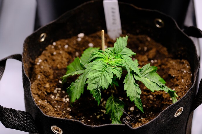 Growreport Bild 6