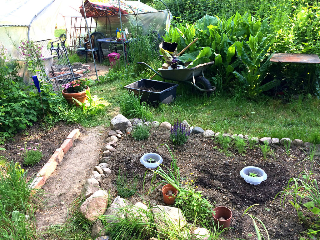 Glücklicher Hanf im hohen Norden – Lucky Hemp goes Outdoor
