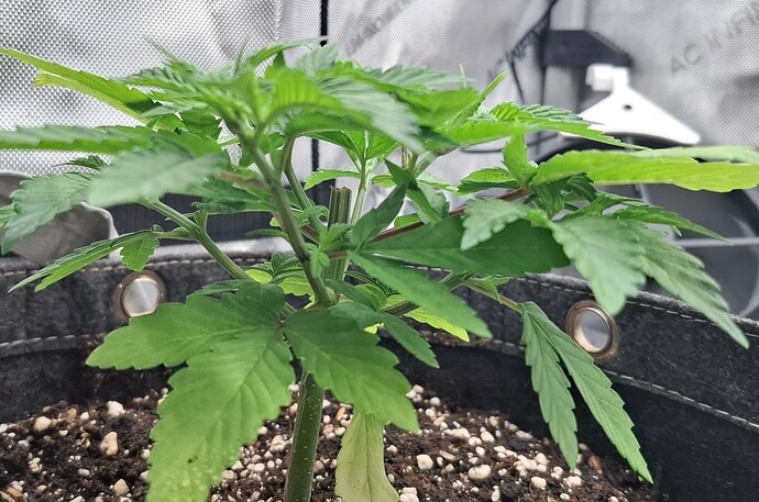 Growreport Bild 2