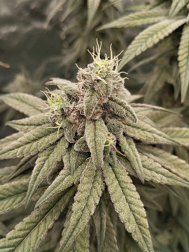 Growreport Bild 6