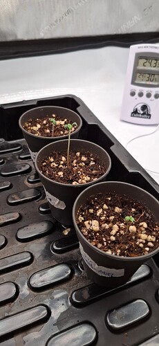 Growreport Bild 6