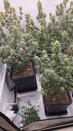 threema-20240615-215249625