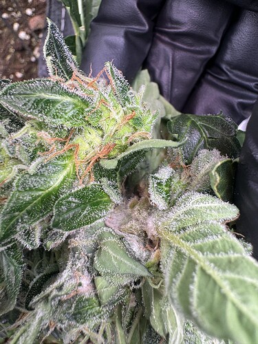 Growreport Bild 16