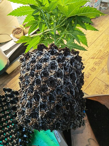 Growreport Bild 13