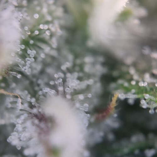 Growreport Bild 11