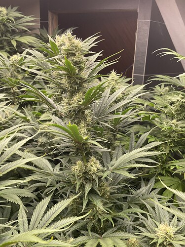 Growreport Bild 5
