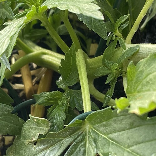 Growreport Bild 6