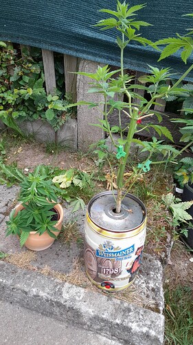 Growreport Bild 17
