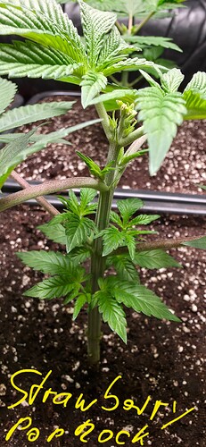 Growreport Bild 18