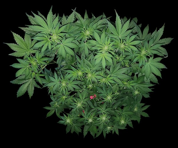 Growreport Bild 1