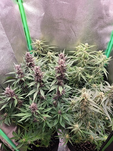 Growreport Bild 20