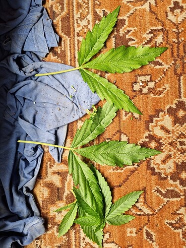 Zwei Cannabisblätter liegen auf einem Teppich neben blauer Kleidung.