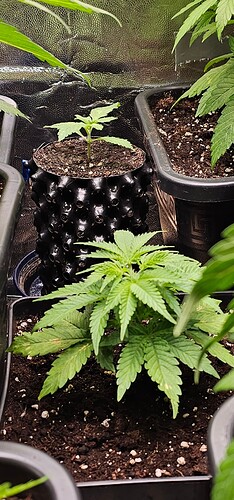 20250121_211413_resized