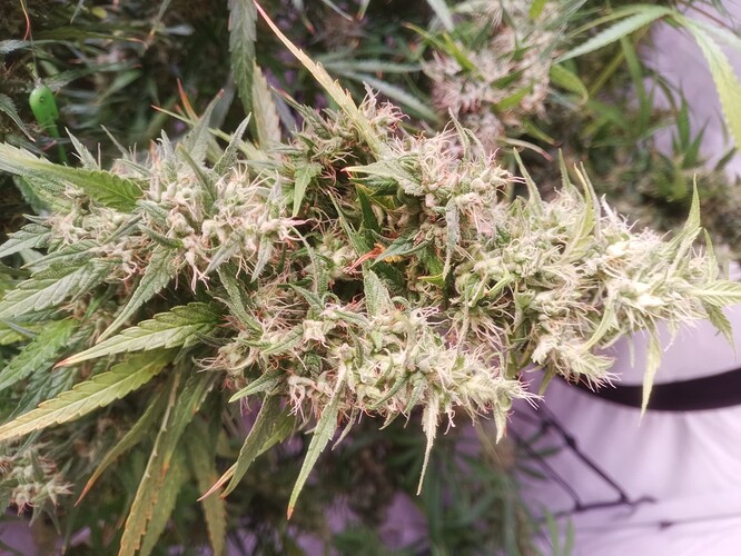 Growreport Bild 4