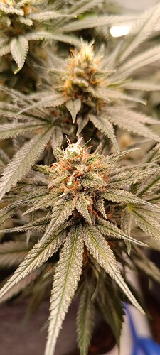 Growreport Bild 6