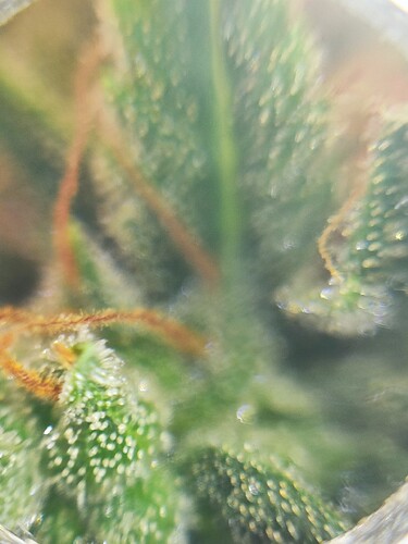 Growreport Bild 9